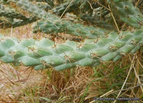 Image of <i>Cylindropuntia californica</i> var. <i>parkeri</i>