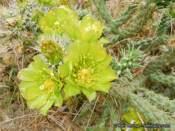 Image of <i>Cylindropuntia californica</i> var. <i>parkeri</i>