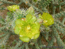 Image of <i>Cylindropuntia californica</i> var. <i>parkeri</i>