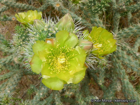 Image of <i>Cylindropuntia californica</i> var. <i>parkeri</i>