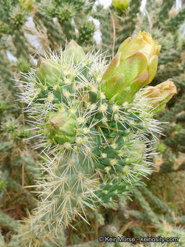 Image of <i>Cylindropuntia californica</i> var. <i>parkeri</i>