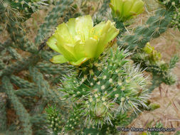 Image of <i>Cylindropuntia californica</i> var. <i>parkeri</i>