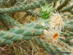 Image of <i>Cylindropuntia californica</i> var. <i>parkeri</i>