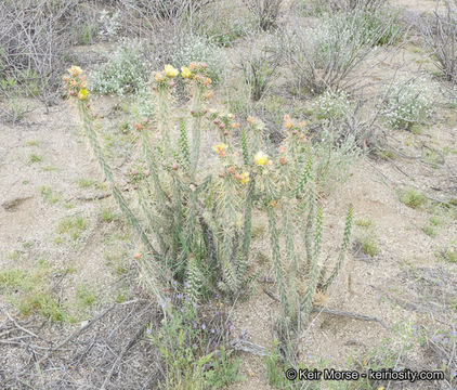 Image of <i>Cylindropuntia californica</i> var. <i>parkeri</i>