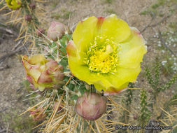 Image of <i>Cylindropuntia californica</i> var. <i>parkeri</i>