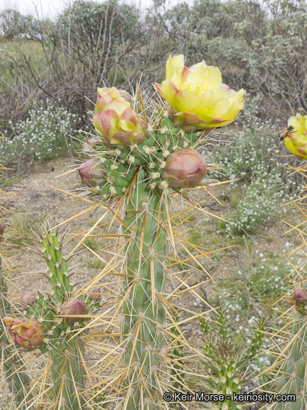 Image of <i>Cylindropuntia californica</i> var. <i>parkeri</i>