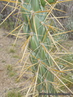 Image of <i>Cylindropuntia californica</i> var. <i>parkeri</i>