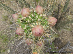 Image of <i>Cylindropuntia californica</i> var. <i>parkeri</i>