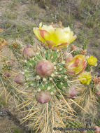 Image of <i>Cylindropuntia californica</i> var. <i>parkeri</i>