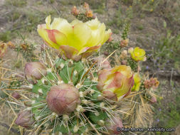 Image of <i>Cylindropuntia californica</i> var. <i>parkeri</i>