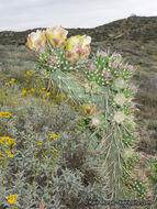 Image of <i>Cylindropuntia californica</i> var. <i>parkeri</i>