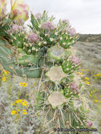 Image of <i>Cylindropuntia californica</i> var. <i>parkeri</i>