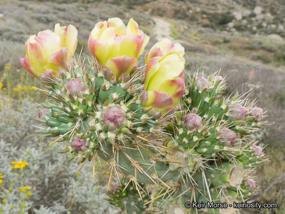 Image of <i>Cylindropuntia californica</i> var. <i>parkeri</i>