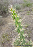 Image of <i>Cylindropuntia californica</i> var. <i>parkeri</i>