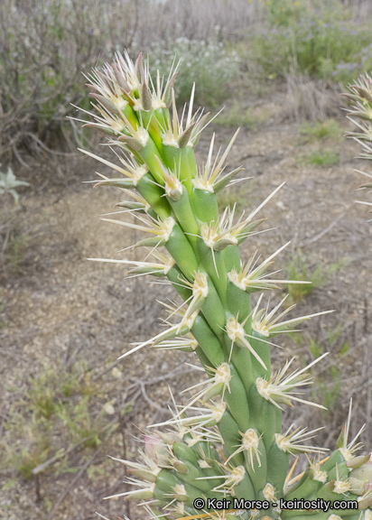 Image of <i>Cylindropuntia californica</i> var. <i>parkeri</i>