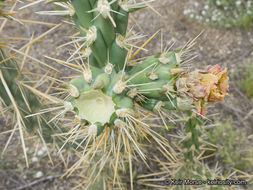 Image of <i>Cylindropuntia californica</i> var. <i>parkeri</i>