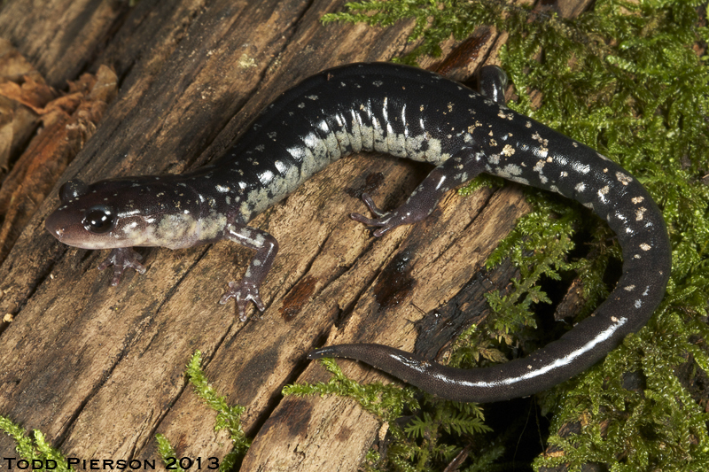 Image de Plethodon aureolus Highton 1984