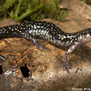 Sivun Plethodon aureolus Highton 1984 kuva