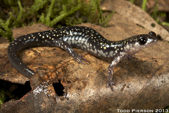 Image of Plethodon aureolus Highton 1984