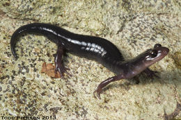 Sivun Plethodon cheoah Highton & Peabody 2000 kuva