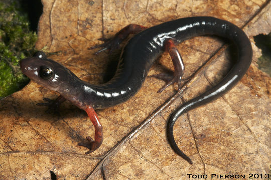 Image of Cheoah Bald Salamander