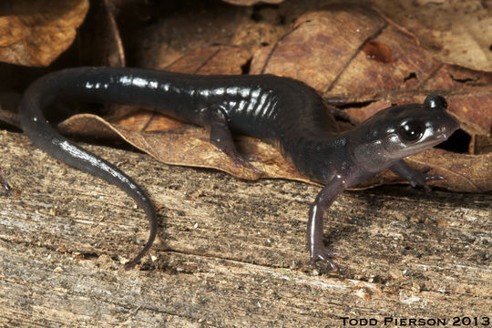 Image of Cheoah Bald Salamander