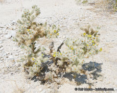 Image de Cylindropuntia echinocarpa (Engelm. & J. M. Bigelow) F. M. Knuth