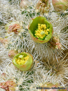 Image de Cylindropuntia echinocarpa (Engelm. & J. M. Bigelow) F. M. Knuth