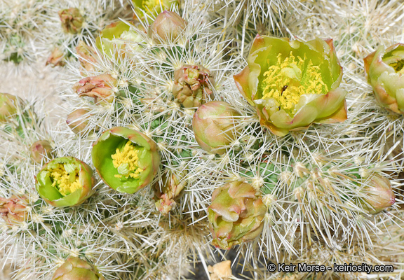 Image de Cylindropuntia echinocarpa (Engelm. & J. M. Bigelow) F. M. Knuth