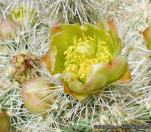 Image de Cylindropuntia echinocarpa (Engelm. & J. M. Bigelow) F. M. Knuth