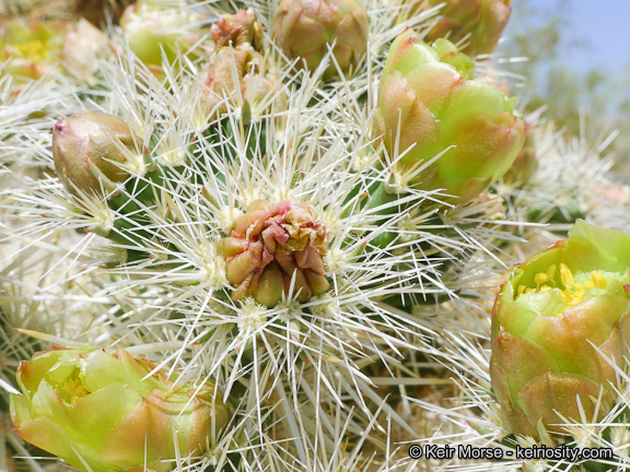 Image de Cylindropuntia echinocarpa (Engelm. & J. M. Bigelow) F. M. Knuth