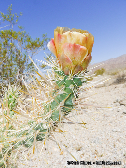 Image de Cylindropuntia echinocarpa (Engelm. & J. M. Bigelow) F. M. Knuth