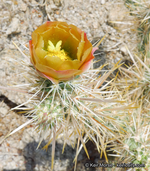 Image de Cylindropuntia echinocarpa (Engelm. & J. M. Bigelow) F. M. Knuth