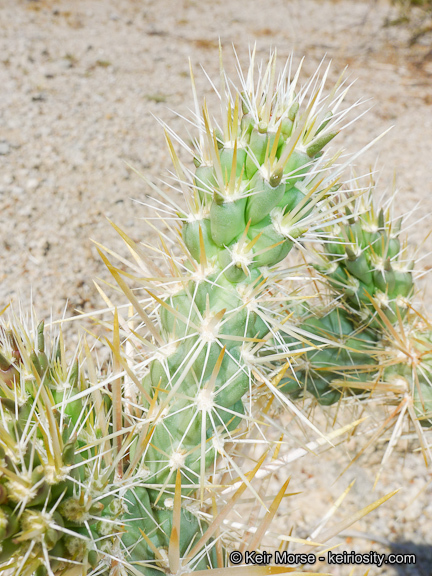 Image de Cylindropuntia echinocarpa (Engelm. & J. M. Bigelow) F. M. Knuth