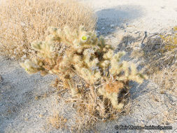 Image de Cylindropuntia echinocarpa (Engelm. & J. M. Bigelow) F. M. Knuth