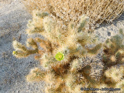 Image de Cylindropuntia echinocarpa (Engelm. & J. M. Bigelow) F. M. Knuth