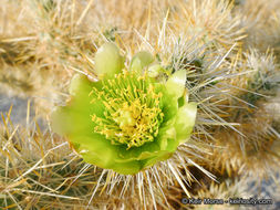 Image de Cylindropuntia echinocarpa (Engelm. & J. M. Bigelow) F. M. Knuth