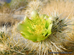 Image de Cylindropuntia echinocarpa (Engelm. & J. M. Bigelow) F. M. Knuth