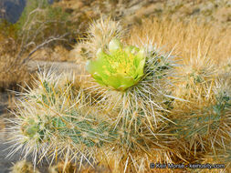 Image de Cylindropuntia echinocarpa (Engelm. & J. M. Bigelow) F. M. Knuth