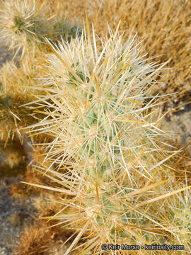 Image of Wiggins' cholla