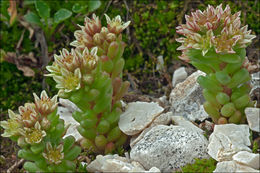 Image of <i>Sedum atratum</i> ssp. <i>carinthiacum</i>