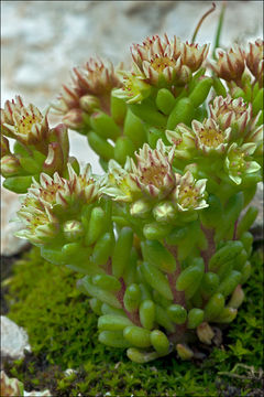 Image of <i>Sedum atratum</i> ssp. <i>carinthiacum</i>