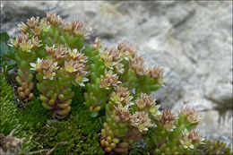 Image of <i>Sedum atratum</i> ssp. <i>carinthiacum</i>