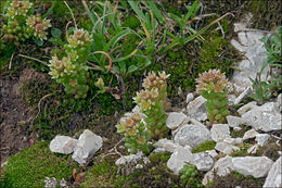 Image of <i>Sedum atratum</i> ssp. <i>carinthiacum</i>