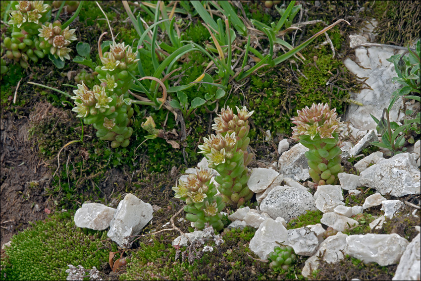 Imagem de <i>Sedum atratum</i> ssp. <i>carinthiacum</i>