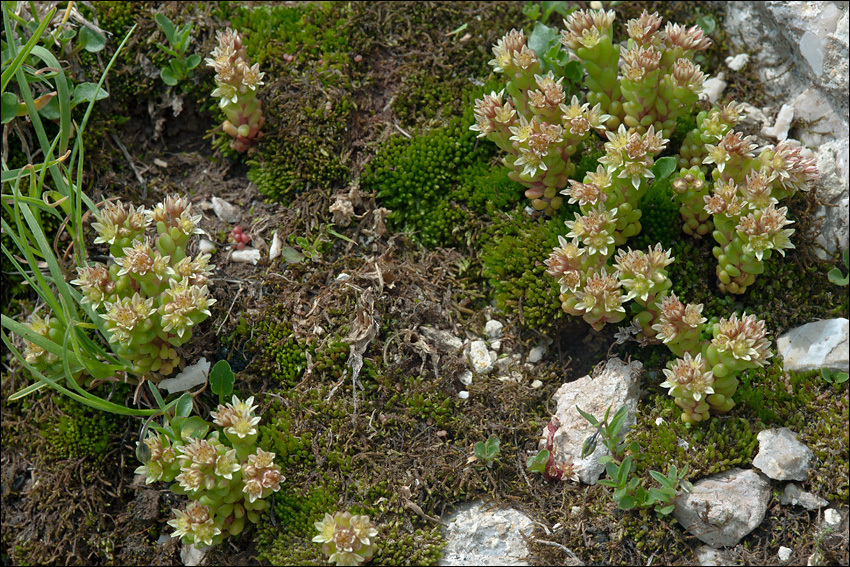 Image of <i>Sedum atratum</i> ssp. <i>carinthiacum</i>