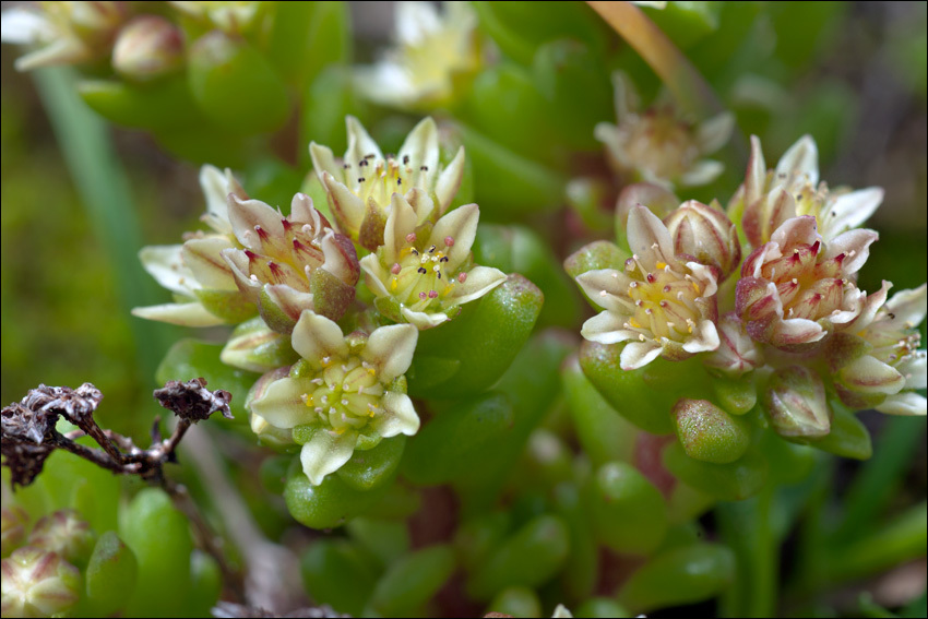 Imagem de <i>Sedum atratum</i> ssp. <i>carinthiacum</i>