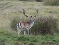 Image of fallow deer