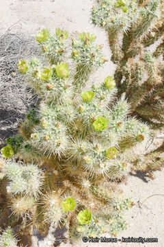 Image de Cylindropuntia ganderi (C. B. Wolf) Rebman & Pinkava