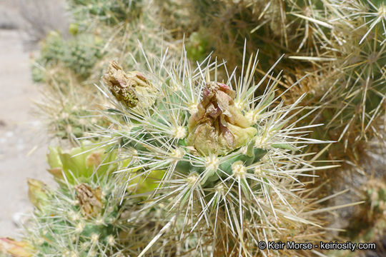 Image of Gander's buckhorn cholla